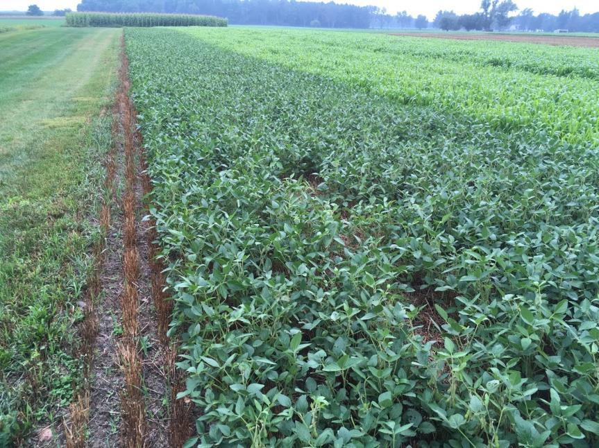 Double Cropping SARE Partnership Grant to evaluate double cropping
