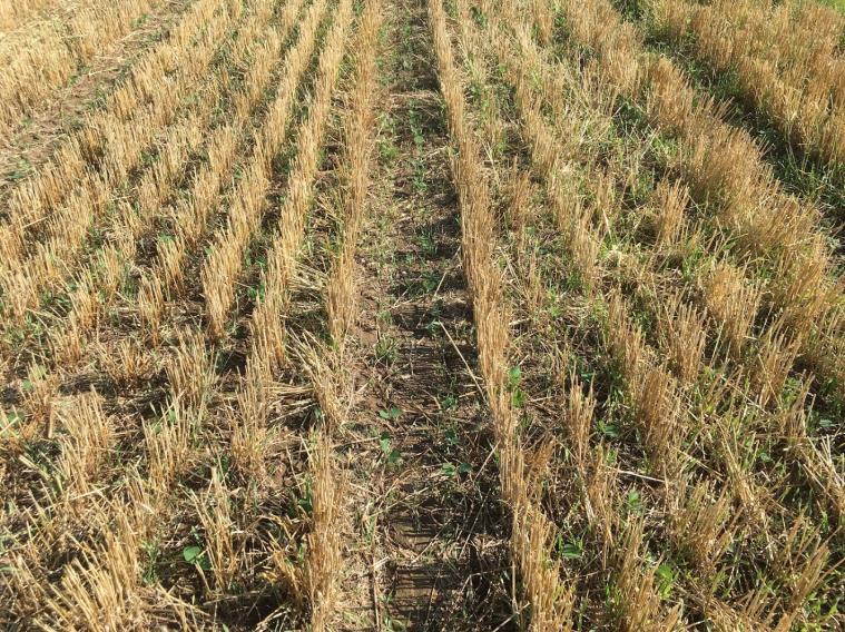 Can we reliably double crop beans after winter barley?