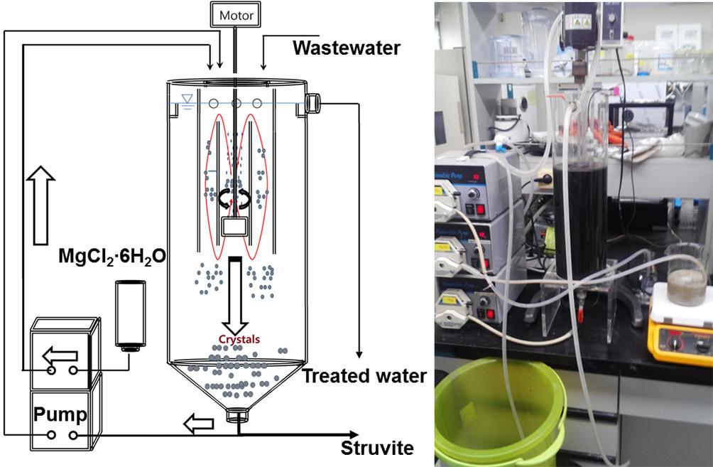 Environmental Engineering Research 22(1) 12-18 Struvite precipitation from wastewater is influenced by a large number of parameters such as ph of the reaction, molar ratio, interfering ions in the