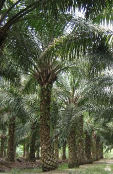 4 46.0 Oil Palm Trunks 4.5 14.0 Empty Fruit Bunches 2.3 7.