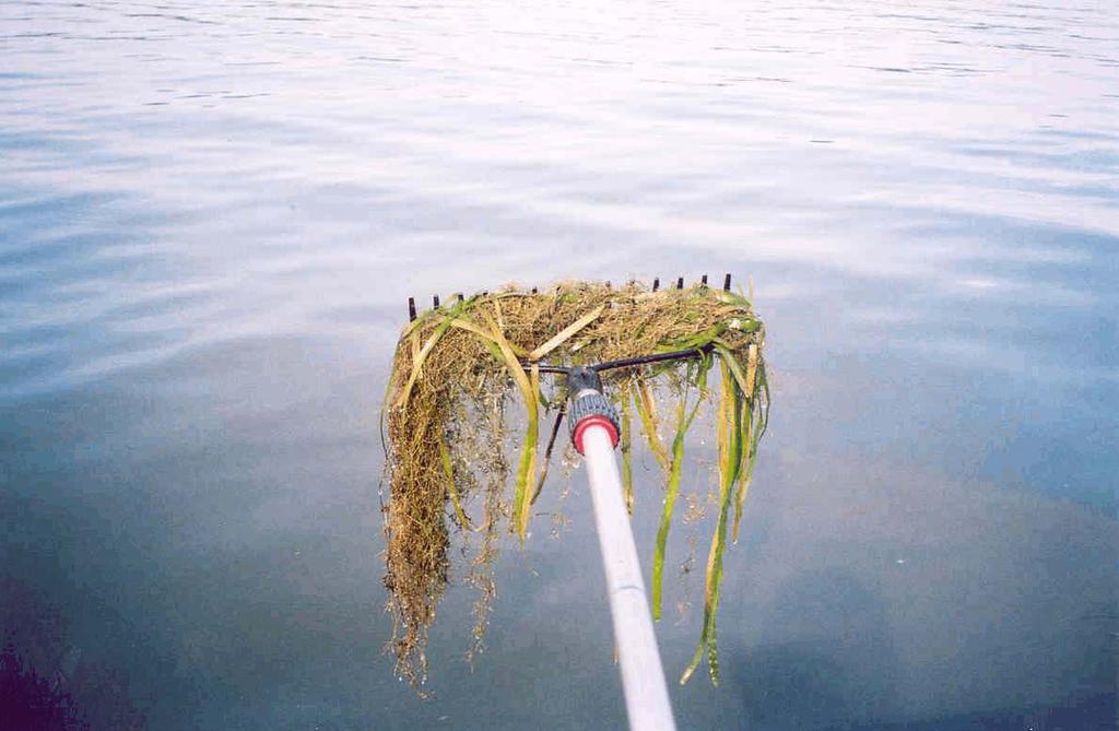 Methods - continued Aquatic plant density was estimated based on a scale from 1-5 with 1 being the less dense and 5 representing plants matting at the surface.