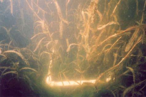 pondweed conditions in