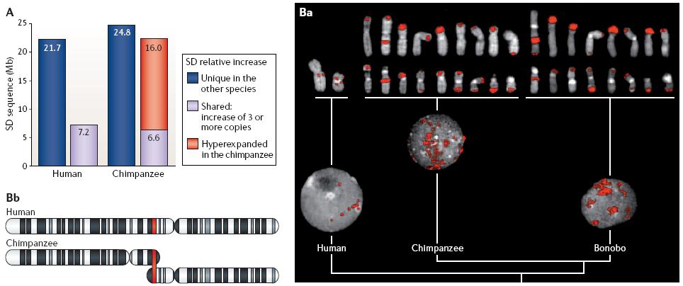 Segmental duplication content of hominoids Hyperexpansions