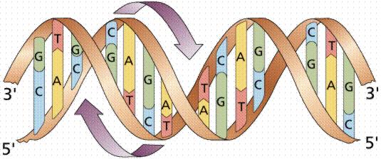 The Human Genome 4 possible symbols (bases): A,C,G,T 3.