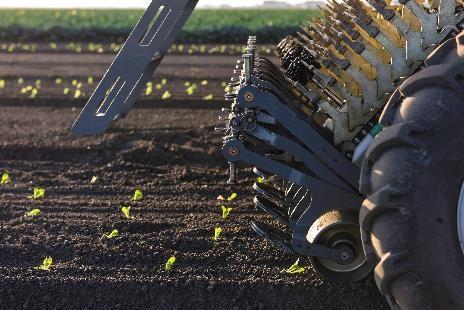 Effectiveness of Autoweeders Ideal for transplanted crops Learning curve for adjusting the machine to take out weeds and