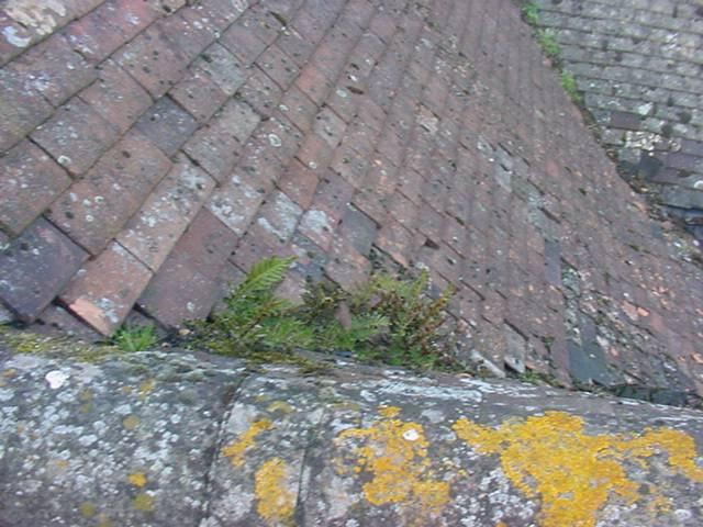 Roofs: Tiles Valley gutters Moss visible and some displacement of tiles Blocked with moss build up General overhaul of