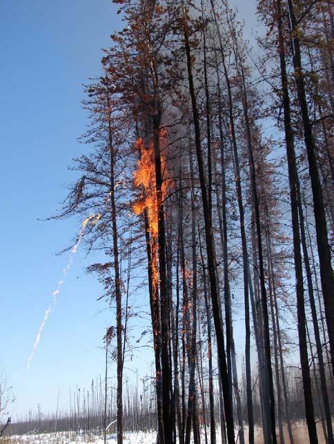 Figure 5. Ignition on fire killed jack pine. The tree s needles were not consumed.