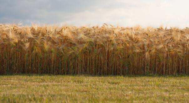 11 Biomass resources alternatives What s in a hectare of wheat? 6-7t Wheat Grain = 4.