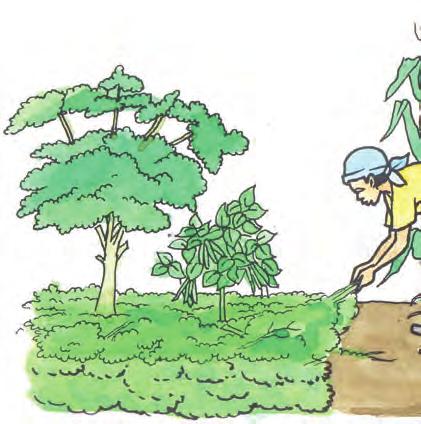 On steep slopes vegetation should be conserved or, where it was removed earlier, should be restablished with trees or tree crops instead of cultivating the slopes with annual crops.