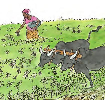 3 Minimising soil disturbance Traditional organic farming practices involve deep tilling or ploughing with inversion of the soil to allow incorporation of plant materials, weeds and animal manures,