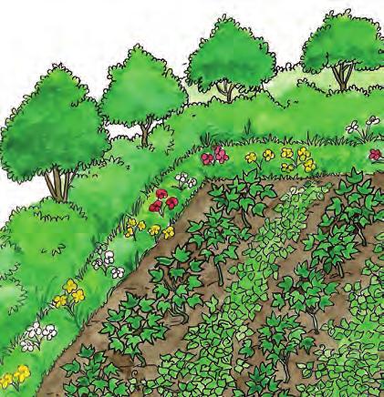 How do I conserve nutrients and water? Nutrients and water are best conserved in soil covered by vegetation or dry mulch, water retaining structures on slopes, and reduced soil cultivation.
