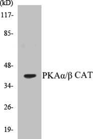 Anti-PKA α/β CAT Antibody The Anti-PKA α/β CAT Antibody is a rabbit polyclonal antibody. It was tested on Western Blots for specificity.