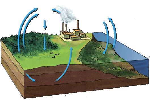 FIGURE 5.3 Carbon Cycle Biology VIDEO CLIP HMDScience.com Photosynthesis and account for much of the transformation and movement of carbon.