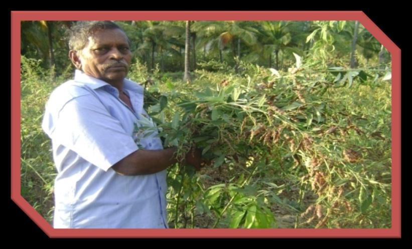 Success Story No.1 Red gram Transplantation Reviving Red gram area; Replenishing the Protein Bowl Pulses Scenario In Tamil Nadu pulses are grown in an area of 8.