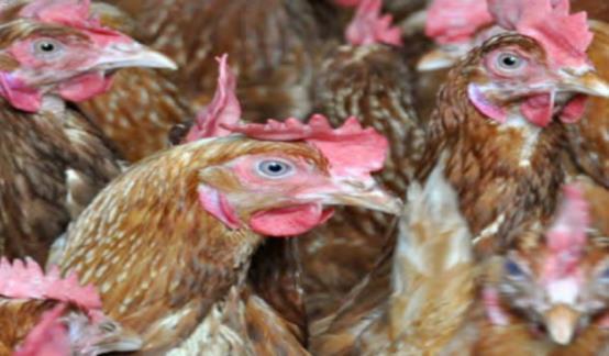 ) Commercial Production of Chicks, Eggs & other poultry products