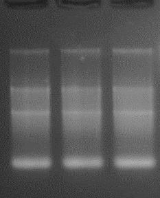 Example of test Total DNA/RNA extraction by 5 min Cell/Virus DNA/RNA Extraction Kit.