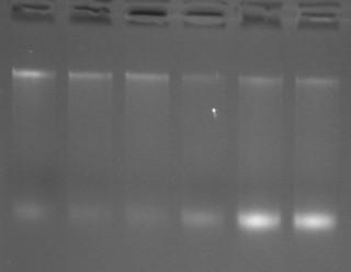 DNA/RNA was extracted from each of 2 X10 6 of indicated cultured cells followed by the supplied protocol.