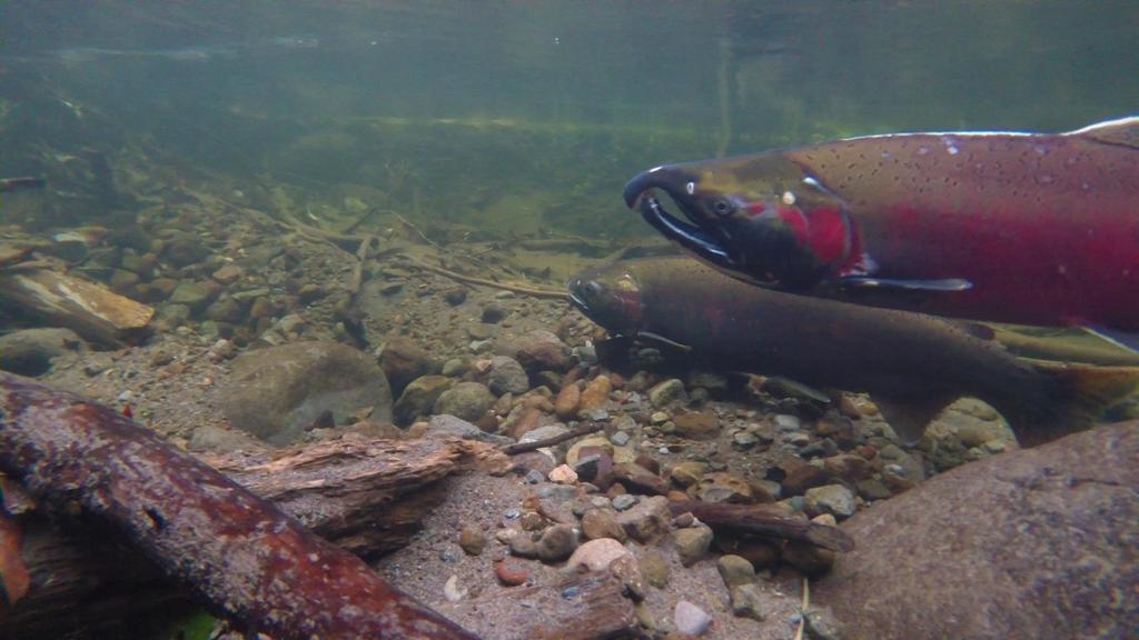Direct and indirect impacts of climate on salmon Stream temperature Streamflow volume Sediment Food availability, quality Predation Disease Ocean