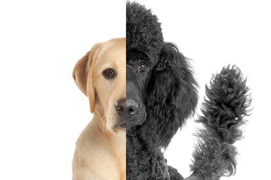 The Labradoodle Decision It s the classic software showdown: all-in-one platform vs. best-of-breed solutions.