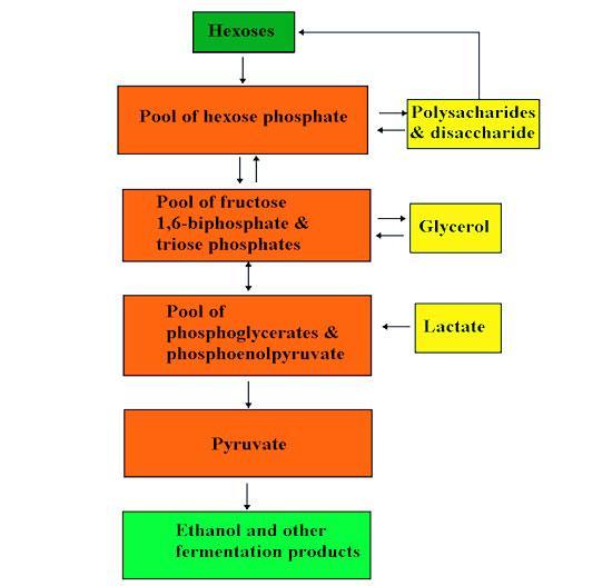 Hexoses, mainly glucose and fructose, are converted to ethanol, CO 2 and