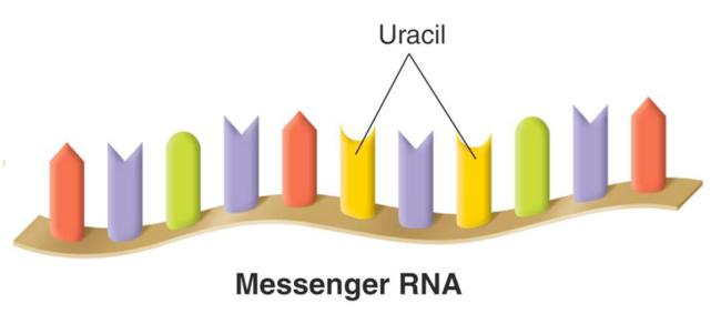 Nucleic Acids - DNA DNA Replication ü Occurs simultaneously at many sites, called replication bubbles ü Nucleotides always added from 3 to 5 end ü Results in leading