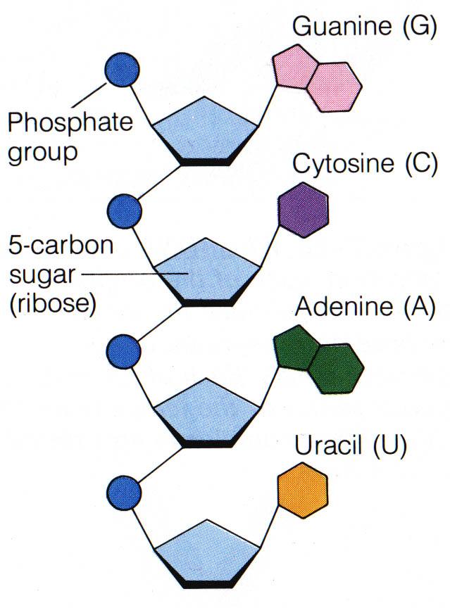bases = guanine, cytosine, adenine and uracil (not thymine) complimentary base pairing is the same Cytosine-Guanine Adenine-Uracil Comparing DNA & RNA DNA Sugars