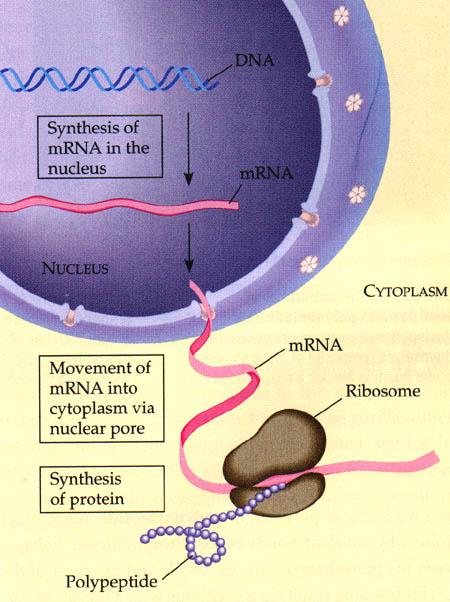 Protein Synthesis DNA Ü RNA Ü Protein Ü Trait!