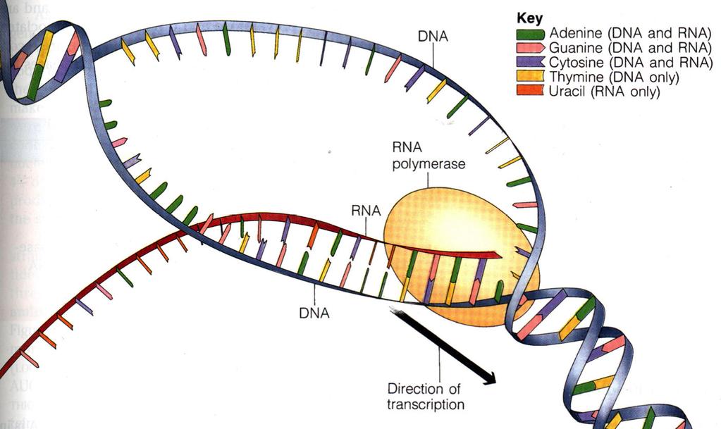 RNA is then used to make proteins in a process called Translation.
