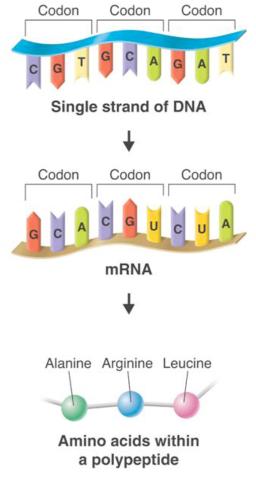Protein Synthesis - Translation ü This chart can be used to determine amino acid sequence from the
