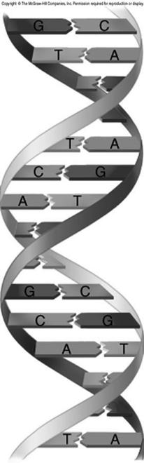 DNA : double helix molecule