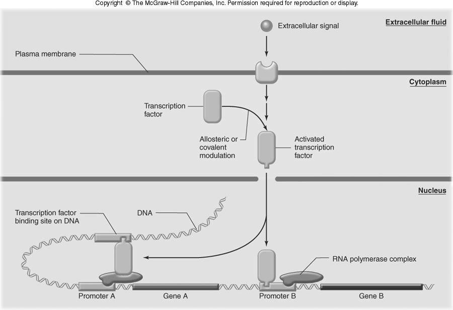 Transcription factors This Transcription Factor Prevents the reading of Gene A This one Activates the reading of Gene B PostTranscriptional Process A mrna contains DNA information with relevant and