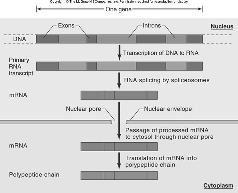 mrna Splicing = removed Protein Synthesis = Translation Once in the cytoplasm, a functional polypeptide is constructed at Ribosomes, using the information in the mrna codons The linear sequence of