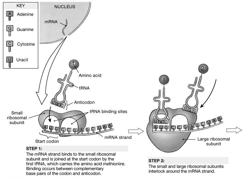 Transfer RNA and Anticodon Amino Acid mrna to Protein : Translation Certain small proteins known