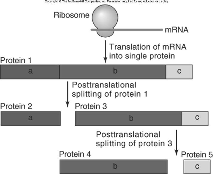 PostTranslational Process Once a protein is made, it may not be functional yet. The process of making a protein functional is called PostTranlational modification. There are many ways this can happen.