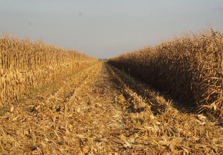 Corn Harvest 2016 Farmer