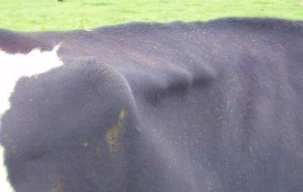 HOW TO BODY CONDITION SCORE Using a structured evaluation system to Body Condition Score (BCS) dairy cows will lead to more