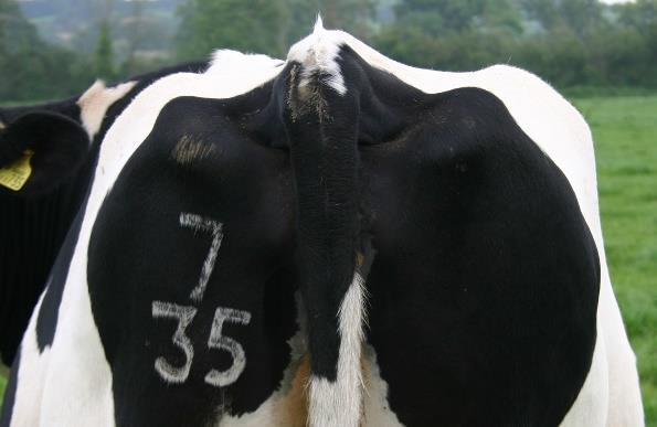 Anatomy Body condition scoring of dairy cows focuses on the evaluation of the pelvis and loin.