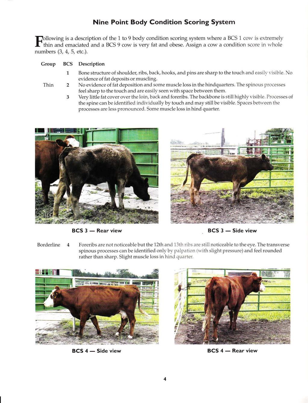 $llowing Nine Point Body Condition Scoring System is a description of the 1 to 9 body condition scoring system where a BCS 1 cow is extremely I-'thin and emaciated and a BCS 9 cow is very fat and