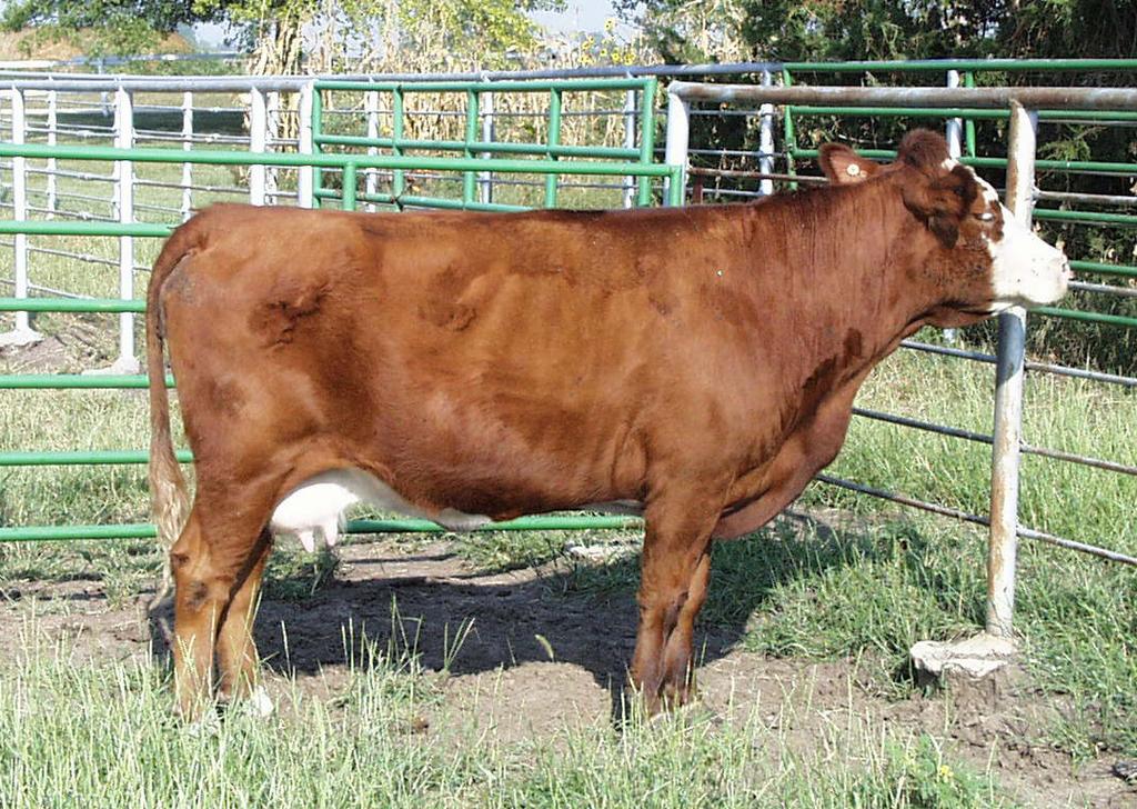 EXTENSION EC281 (Revised December 2007) Body Condition Scoring Beef Cows: A Tool for Managing the