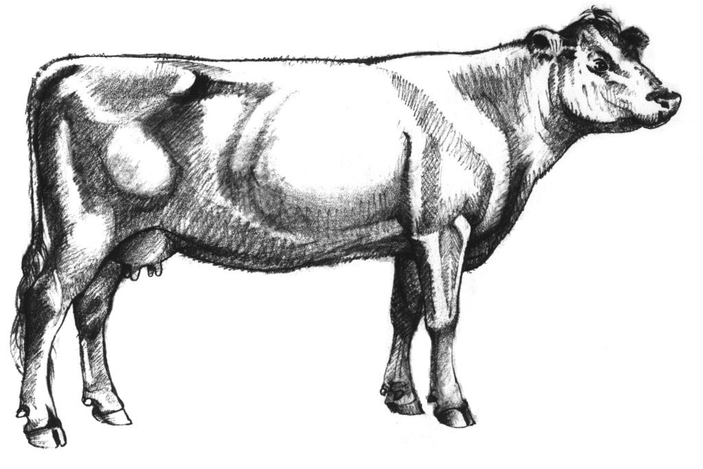 Drawing of what beef cows look like