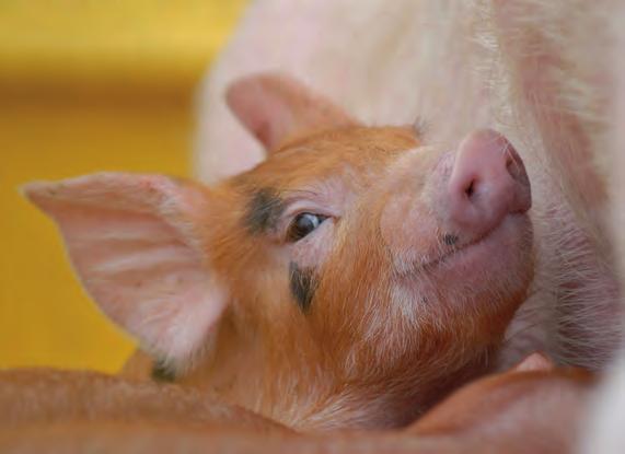 Vital piglets - For your success Haller piglets are in a class by themselves. They come from large groups of solid, QS-certified farms.