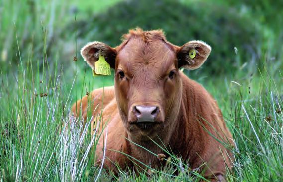 Beef cattle - solid & highly competitive Races and weights Race final weight (f/m) Charolais 800-900kg 1.200-1.300kg Angus 600-650kg 1.050-1.150kg Limousin 650-850kg 1.100-1.