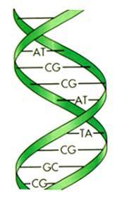 have? 2 Strands What are the 3 main components of a DNA
