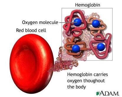 Example: Hemoglobin