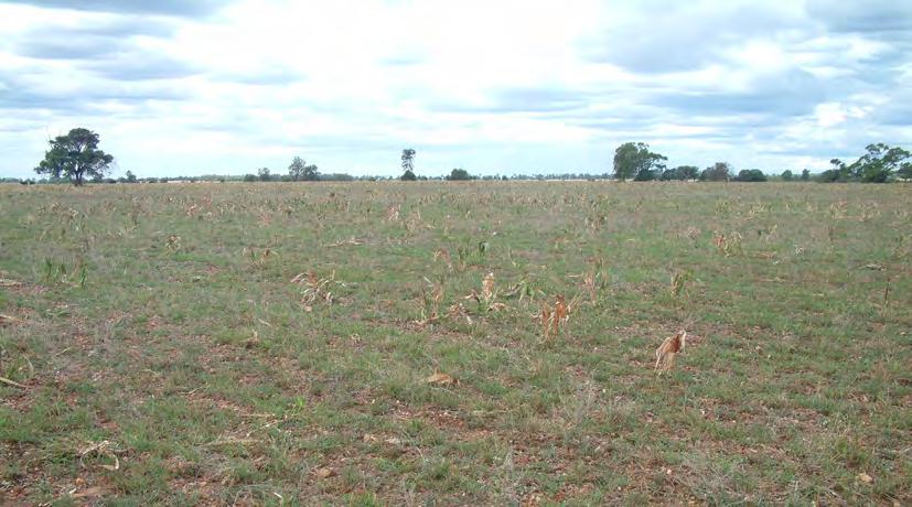 resistant annual ryegrass and; Results of the management program: Glyphosate resistant barnyard grass populations have been reduced to a very sparse (10 plants per ha) but widespread infestations of