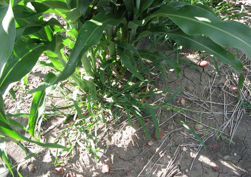 Figure 28: Although there are effective pre-emergence herbicides for use in sorghum, only a