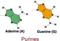 Adenine always pairs with Thymine Guanine always pairs with Cytosine