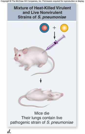 heat-killed S strain + live R strain cells killed the mice 3 4 Griffith s conclusion: - information specifying