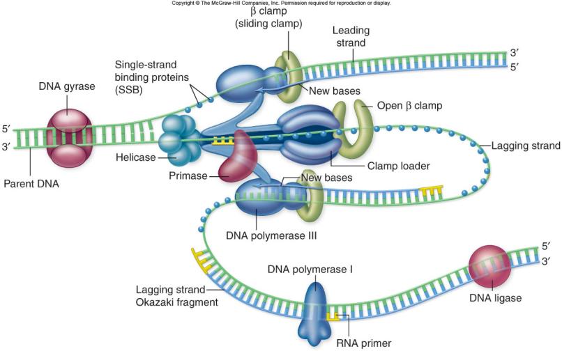 Prokaryotic DNA Replication The enzymes for DNA replication are contained within the replisome.