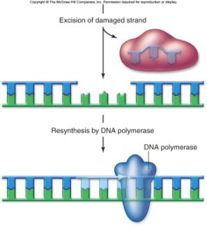 targeting a particular type of DNA damage